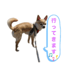スムースチワワまるの日常（個別スタンプ：18）