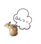 スムースチワワまるの日常（個別スタンプ：23）