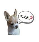 スムースチワワまるの日常（個別スタンプ：24）