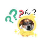わんだふるな日々（個別スタンプ：11）
