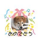 わんだふるな日々（個別スタンプ：14）