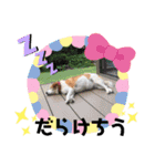 わんだふるな日々（個別スタンプ：16）