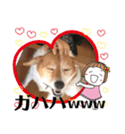 わんだふるな日々（個別スタンプ：18）