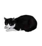 はちわれちくわ（個別スタンプ：3）