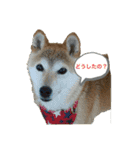 さくらだらけ（個別スタンプ：1）