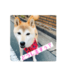さくらだらけ（個別スタンプ：4）