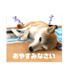 さくらだらけ（個別スタンプ：6）