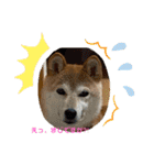 さくらだらけ（個別スタンプ：7）