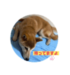 さくらだらけ（個別スタンプ：8）