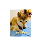 さくらだらけ（個別スタンプ：9）