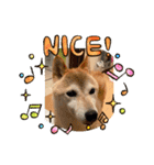 さくらだらけ（個別スタンプ：11）