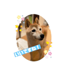 さくらだらけ（個別スタンプ：13）