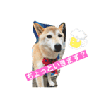 さくらだらけ（個別スタンプ：14）