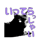 便利！猫たちの会話【船橋のショベル】（個別スタンプ：1）