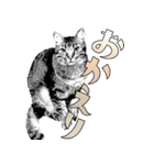 便利！猫たちの会話【船橋のショベル】（個別スタンプ：3）