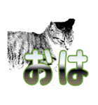 便利！猫たちの会話【船橋のショベル】（個別スタンプ：4）