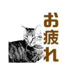 便利！猫たちの会話【船橋のショベル】（個別スタンプ：7）