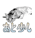 便利！猫たちの会話【船橋のショベル】（個別スタンプ：9）