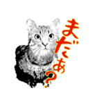 便利！猫たちの会話【船橋のショベル】（個別スタンプ：11）