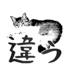 便利！猫たちの会話【船橋のショベル】（個別スタンプ：16）