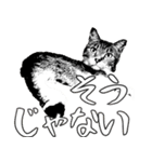 便利！猫たちの会話【船橋のショベル】（個別スタンプ：17）