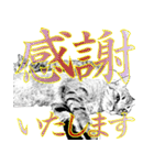 便利！猫たちの会話【船橋のショベル】（個別スタンプ：24）
