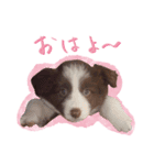 ボーダーコリーの可愛いアンちゃん（個別スタンプ：1）