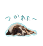 ボーダーコリーの可愛いアンちゃん（個別スタンプ：6）