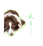 ボーダーコリーの可愛いアンちゃん（個別スタンプ：11）