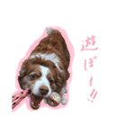 ボーダーコリーの可愛いアンちゃん（個別スタンプ：14）