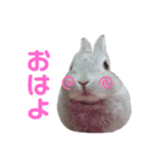 うさぎのギンちゃん（個別スタンプ：1）