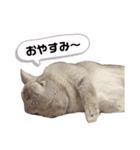 うさぎのギンちゃん（個別スタンプ：2）