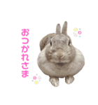 うさぎのギンちゃん（個別スタンプ：3）