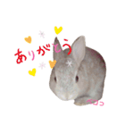 うさぎのギンちゃん（個別スタンプ：5）