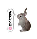 うさぎのギンちゃん（個別スタンプ：6）