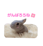 うさぎのギンちゃん（個別スタンプ：7）