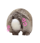 うさぎのギンちゃん（個別スタンプ：12）