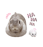 うさぎのギンちゃん（個別スタンプ：14）