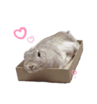 うさぎのギンちゃん（個別スタンプ：19）