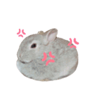 うさぎのギンちゃん（個別スタンプ：22）