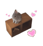うさぎのギンちゃん（個別スタンプ：24）