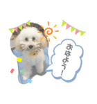 ウチのぷう♡♡（個別スタンプ：1）