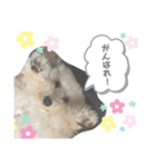 ウチのぷう♡♡（個別スタンプ：8）