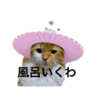 つにゃんの日常 その1（個別スタンプ：1）