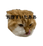 つにゃんの日常 その1（個別スタンプ：4）