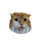 つにゃんの日常 その1（個別スタンプ：5）