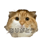 つにゃんの日常 その1（個別スタンプ：7）