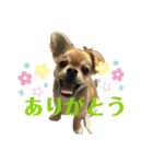 むぎの日常スタンプ2（個別スタンプ：7）