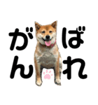こはるさま②（個別スタンプ：1）