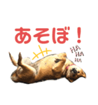 こはるさま②（個別スタンプ：2）